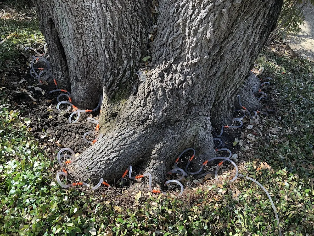 Detailed Tree Cabling and Bracing job site in North Chili