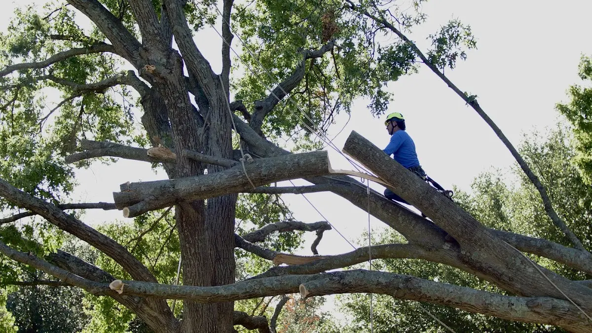 Professional Crown Thinning performed by certified arborists in North Chili