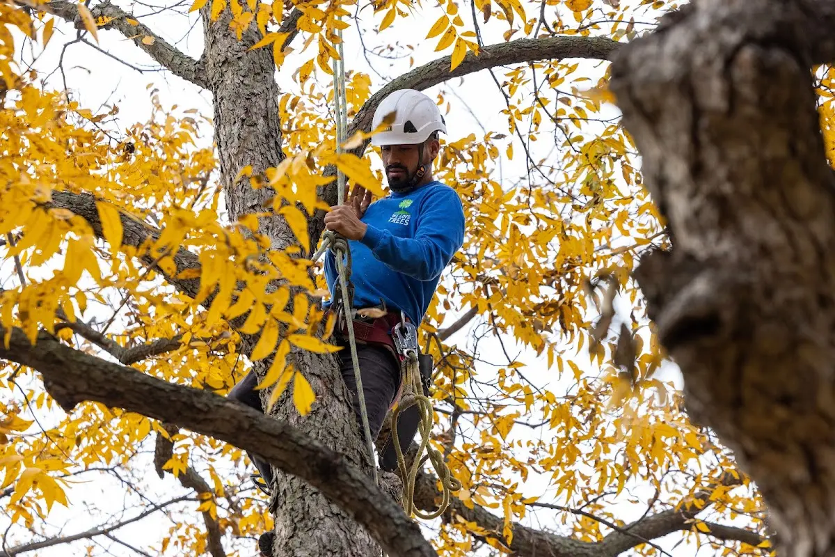 Skilled Tree Pruning crew working in North Chili